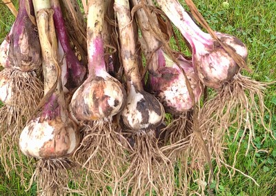 garlic drying in the sun