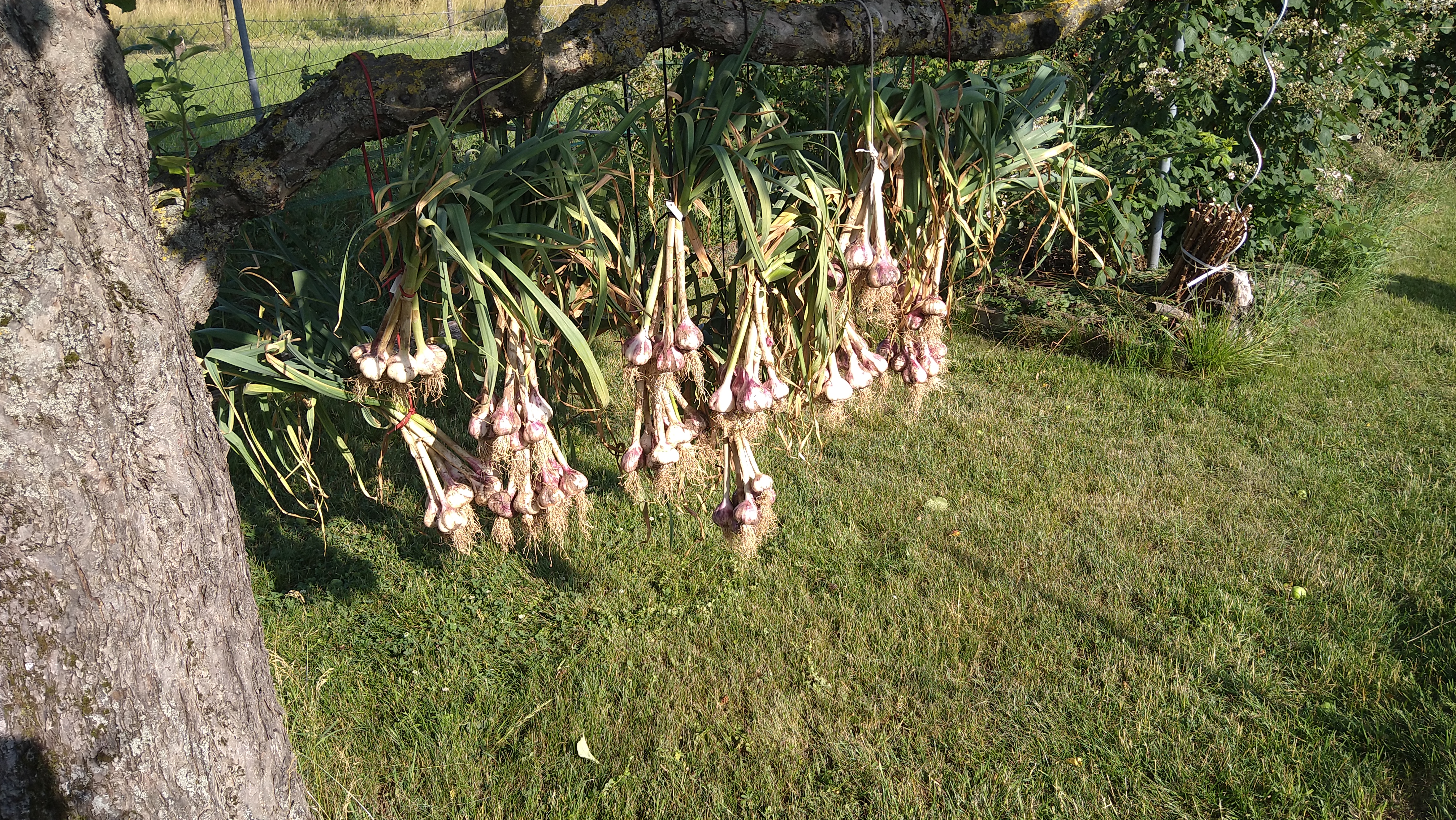 garlic ready for drying
